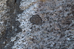 Rhizocarpon badioatrum