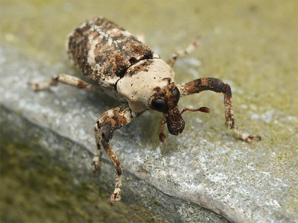 Gasterocercus onizo