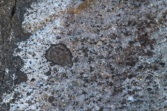 Rhizocarpon badioatrum