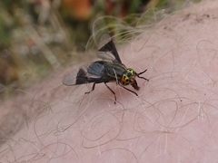 Chrysops calvus