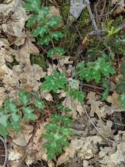 Hydrophyllum occidentale