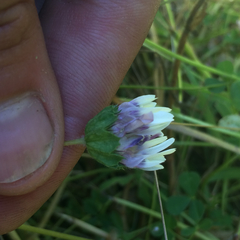Trifolium grayi