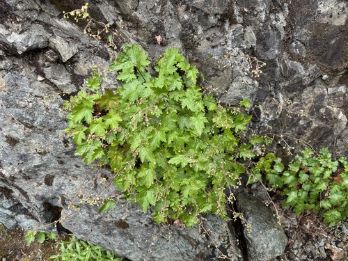 Image of Heuchera glabra by no rights reserved