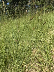 Carex tumulicola