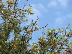 Rupornis magnirostris