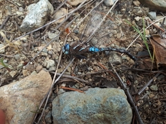 Rhionaeschna californica