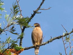 Rupornis magnirostris