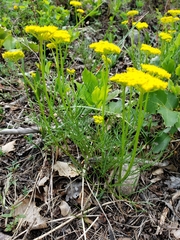 Cymopterus lemmonii