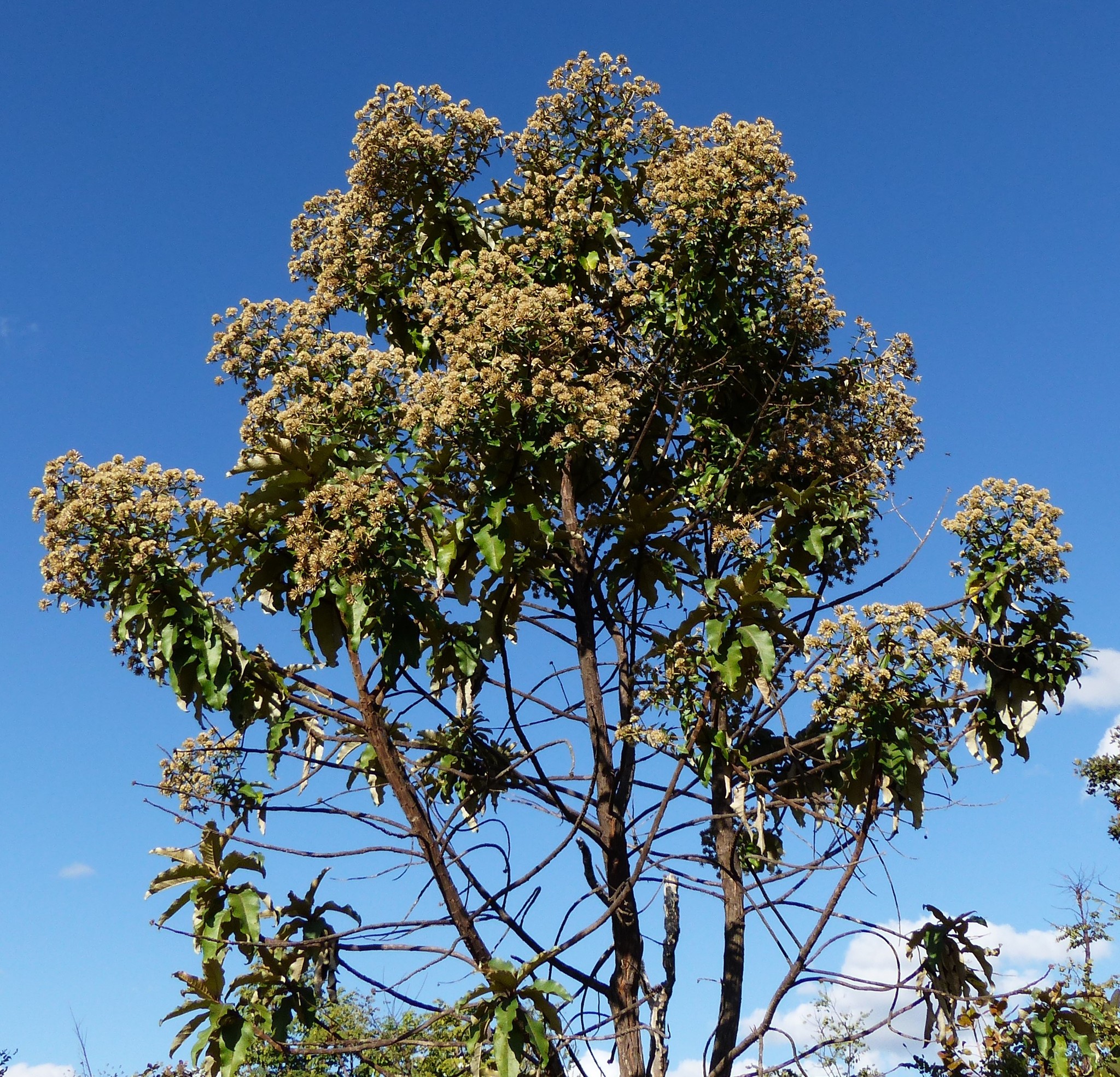 Eremanthus glomerulatus Less.