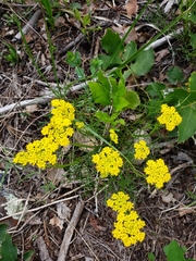 Cymopterus lemmonii