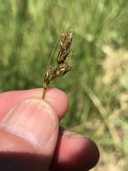 Carex tumulicola