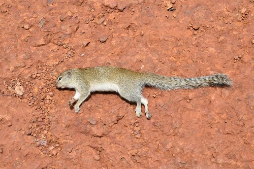Gambian Sun Squirrel
