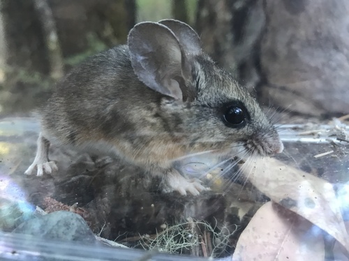 Pinyon Mouse