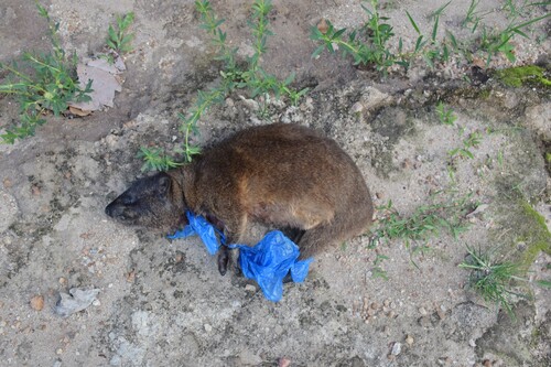 Western Rock Hyrax