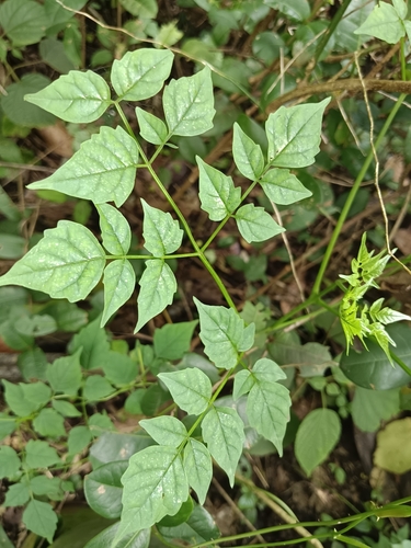 Millingtonia hortensis