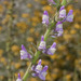 Sierra Snapdragon - Photo (c) marlin harms, some rights reserved (CC BY)