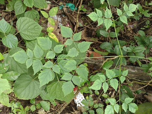 Millingtonia hortensis