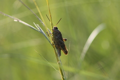 Hippiscini