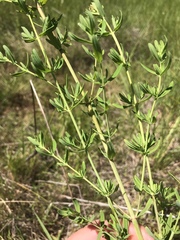 Hypericum perforatum perforatum