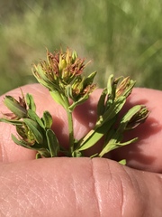 Hypericum perforatum perforatum