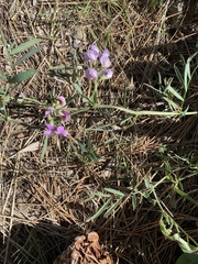 Lathyrus nevadensis