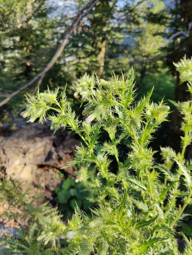 Candelabra thistle (Cirsium candelabrum)