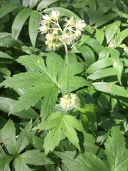 Hydrophyllum tenuipes