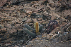 Brachycereus nesioticus