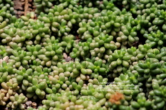 Sedum hernandezii