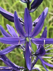 Camassia quamash quamash