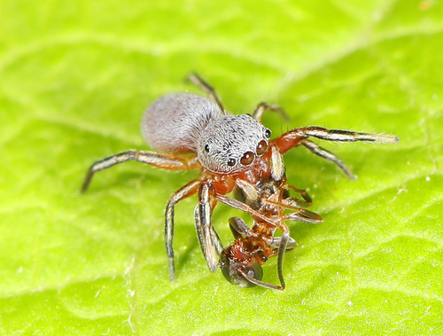 Thick-spined Jumping Spider