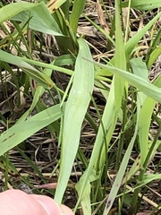 Camassia quamash quamash