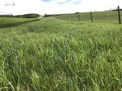 Camassia quamash quamash