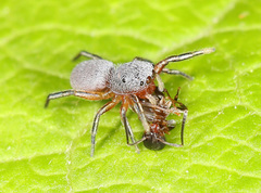 Tutelina similis