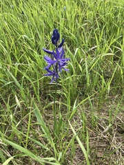 Camassia quamash quamash