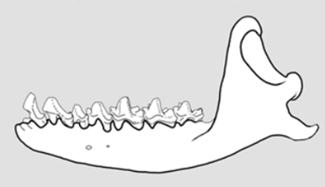 Greater Cuban Nesophontes
