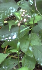 Platanthera grandiflora