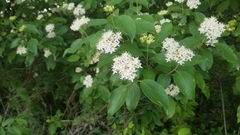 Cornus drummondii