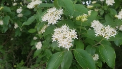 Cornus drummondii