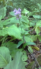 Platanthera grandiflora