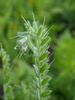 False Gromwell - Photo (c) Erin Faulkner, some rights reserved (CC BY-NC), uploaded by Erin Faulkner