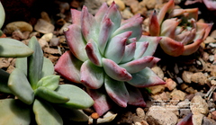 Echeveria colorata