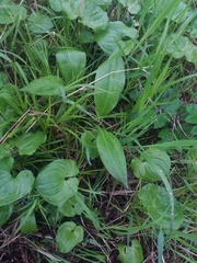 Allium ochotense