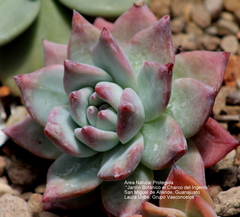 Echeveria colorata