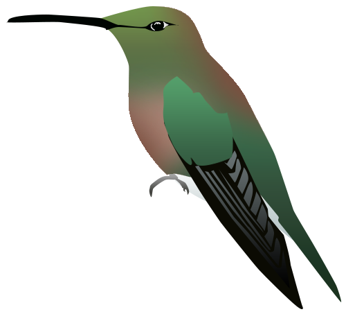 Brace's Emerald (Riccordia bracei) photo