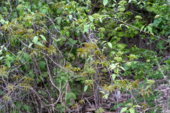 Viburnaceae