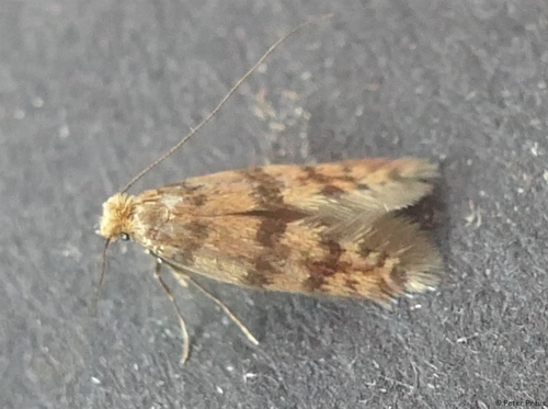Eumasia parietariella