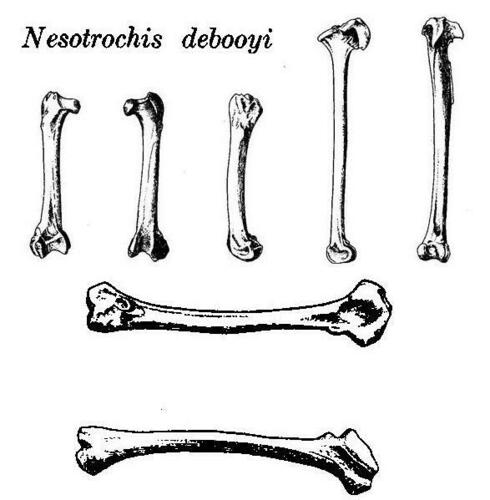 Antillean Cave Rail (Nesotrochis debooyi)