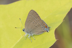 Satyrium edwardsii