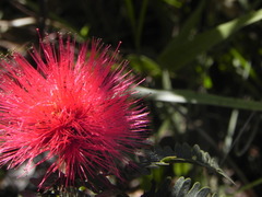Calliandra dysantha